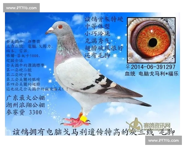 信鸽比赛流程详解从选鸽到比赛归巢的全过程分析