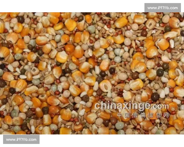 日本信鸽比赛全景解析与参赛策略深度探讨 日本信鸽比赛全景解析与参赛策略深度探讨