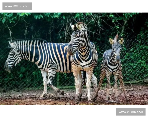斑马赛场上的速度与智慧较量揭示自然界最惊艳的竞技奇观